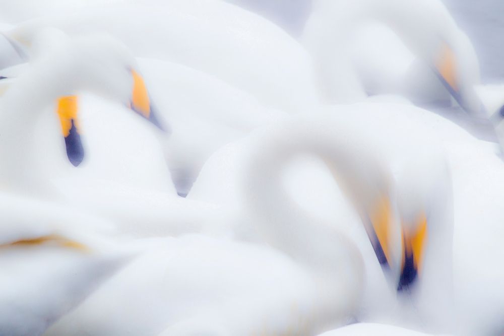Japan-Hokkaido A group of whooper swans feed together in slow motion art print by Ellen Goff for $57.95 CAD
